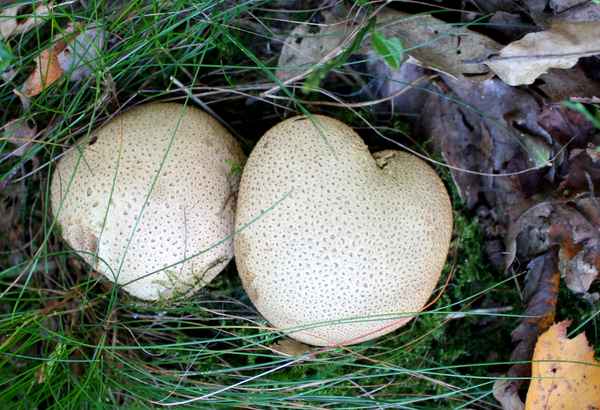 Kartoffelbovist - giftig