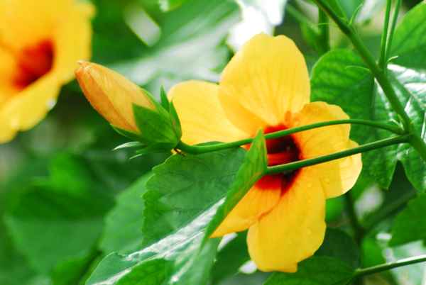 Hibiskus