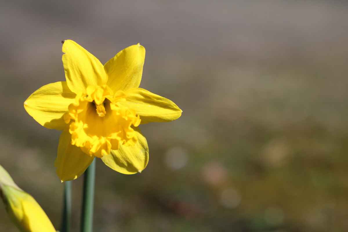 Narzisse