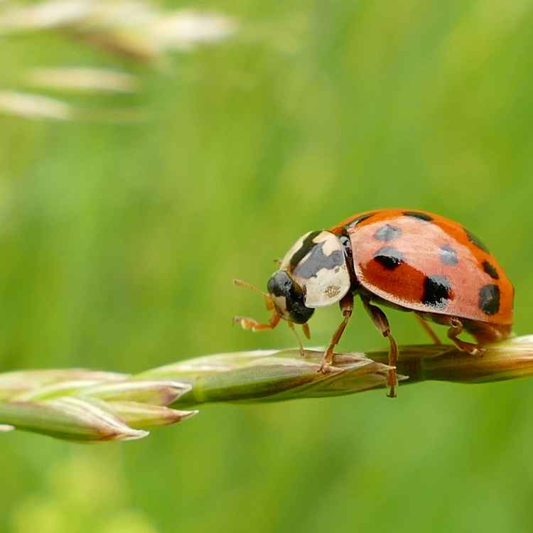 Marienkäfer