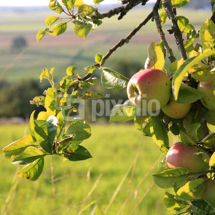 Streuobstwiese