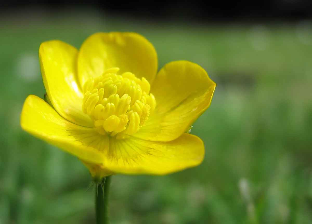 Butterblümchen