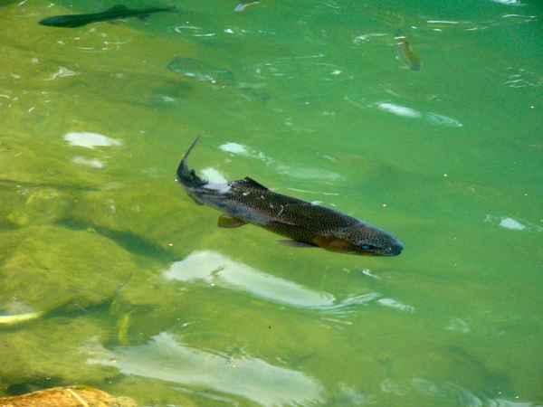 Angeln mit Polfilter