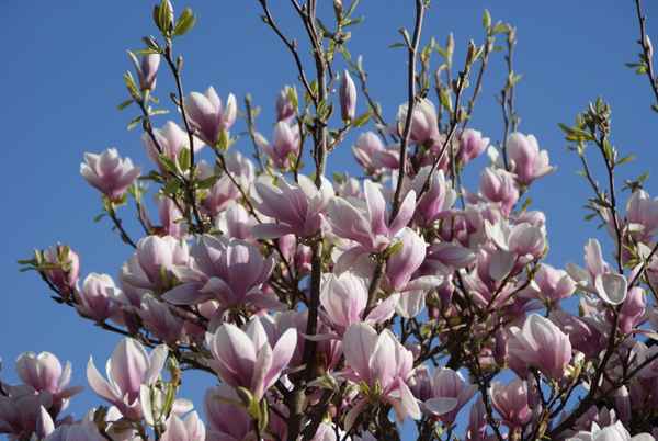 Magnolienblüte 2010