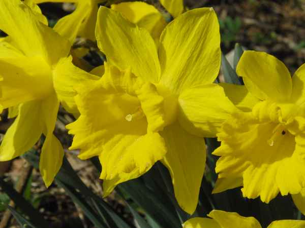 Wilde Narzissen im Wald