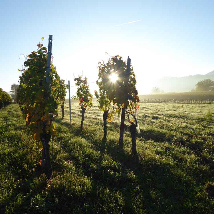 Ein Morgen in den Reben