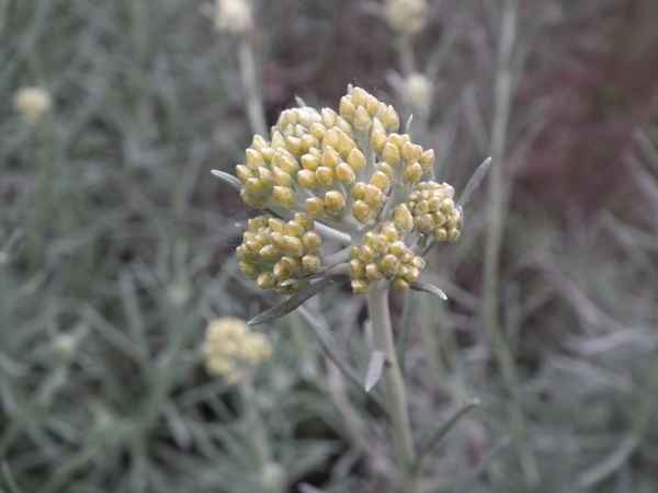 Erblühende Dolde vom Currykraut