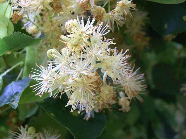 Lindenblüten