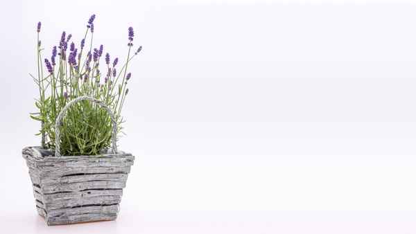 Lavendel