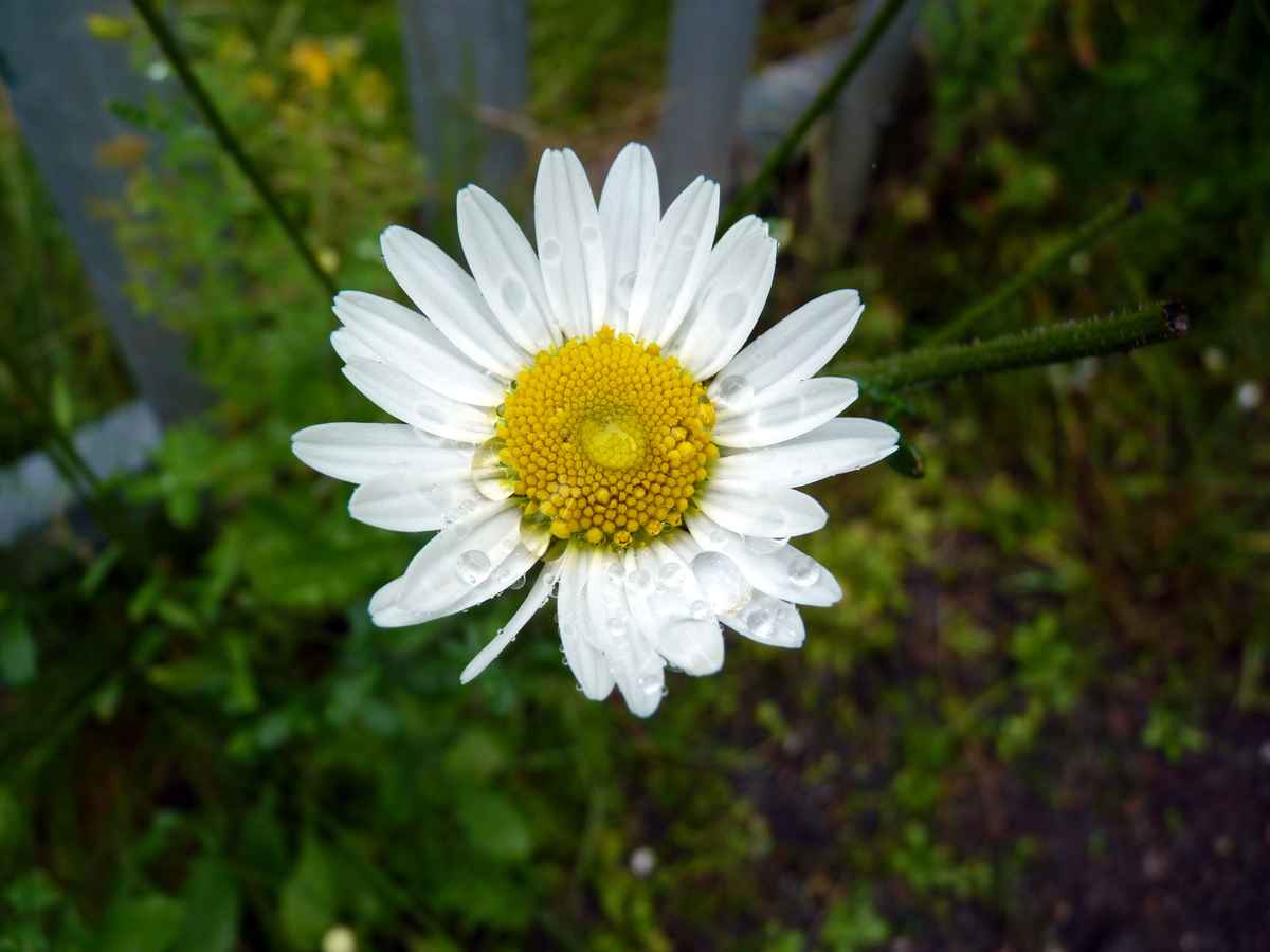 Leucanthemum vulgare mit Wassertröpfchen