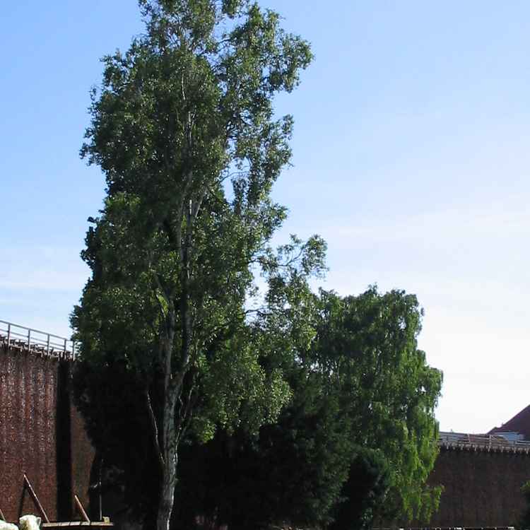 Saline Park 2