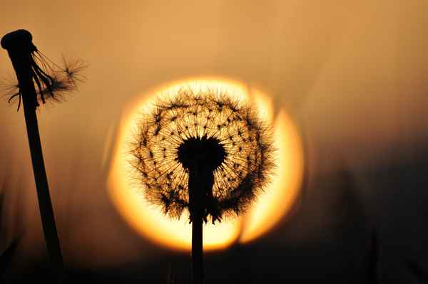 Pusteblume
