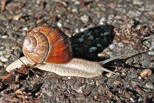 Schnecke 2