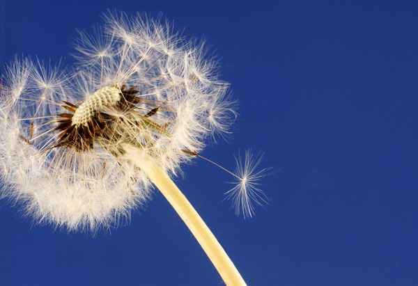 Pusteblume