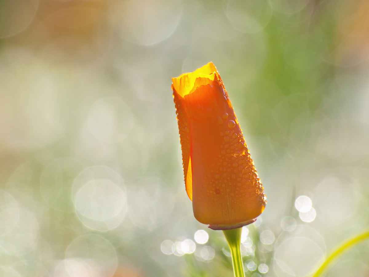 goldmohn