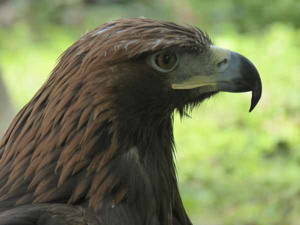Porträt eines Steinadlers