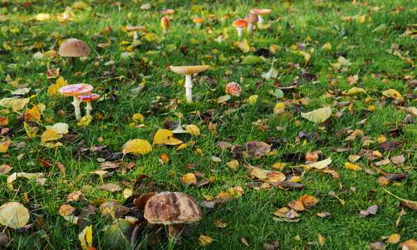 in der bunten wiese3