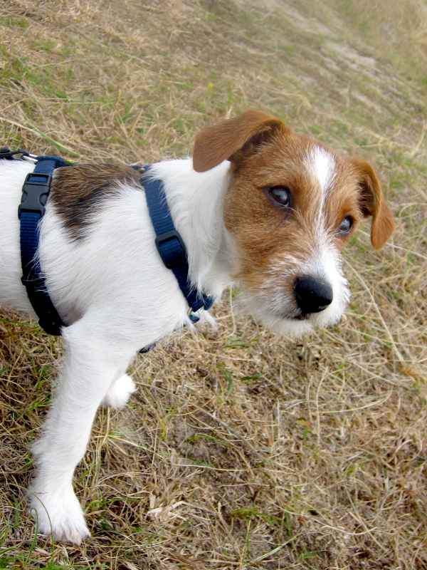 Charly der Parson Russel