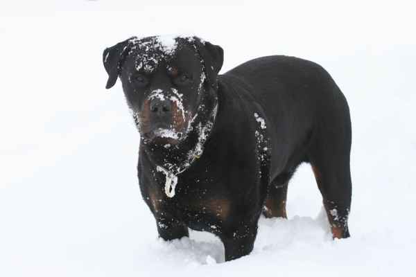 Rottweiler