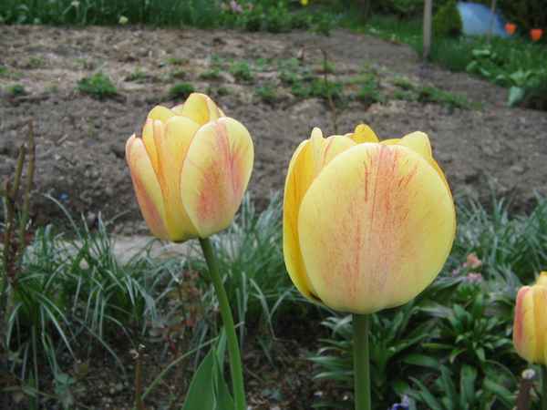 Tulpe