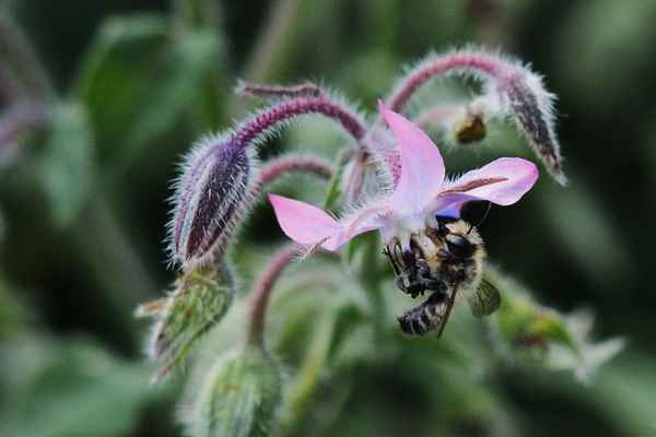 borretsch als ausdauernde bienenweide