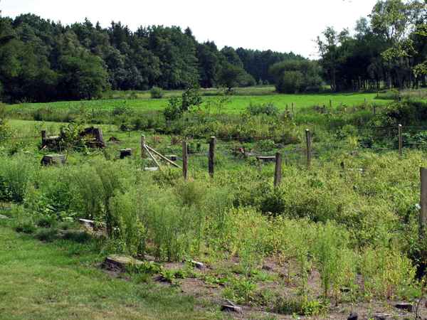 In freier Natur