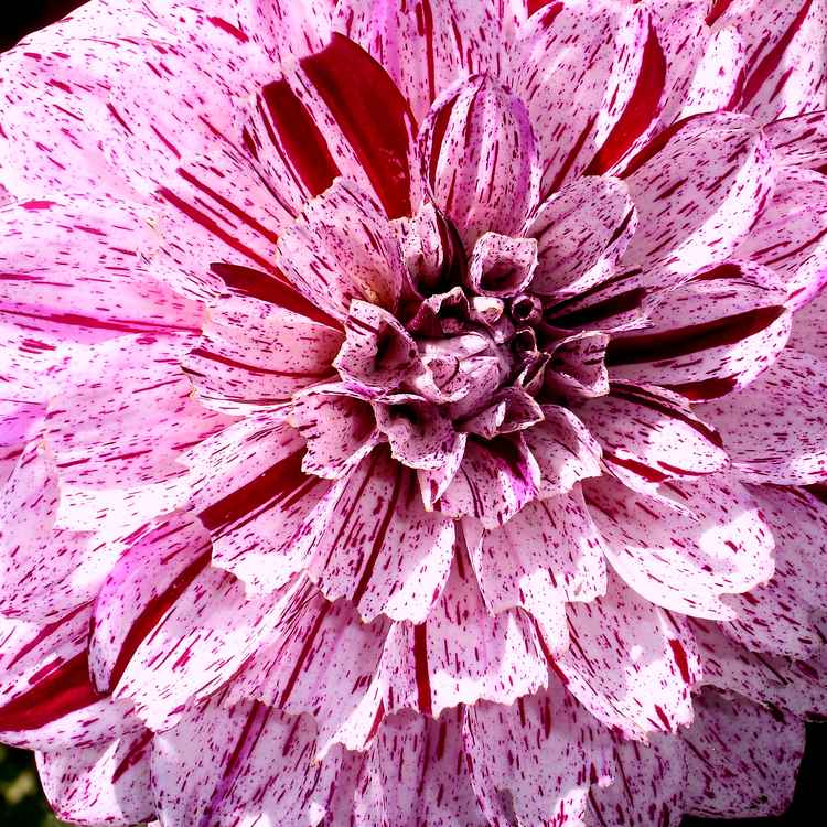 Blackberry Ripple