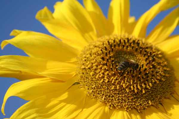 Sonnenblume