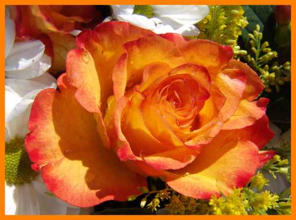Rosen Blüte