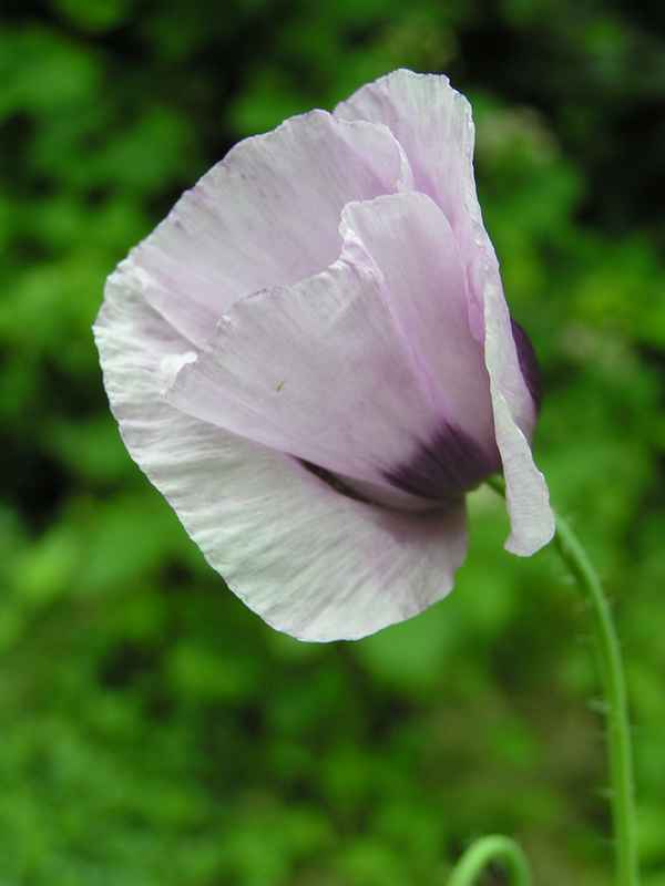 weißer Mohn