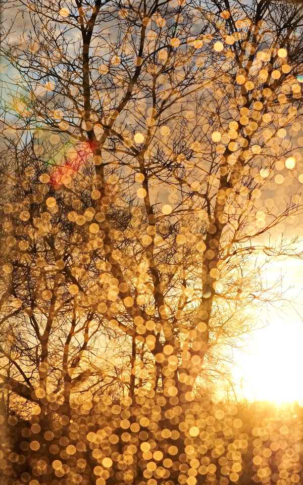 regentropfen im abendlicht