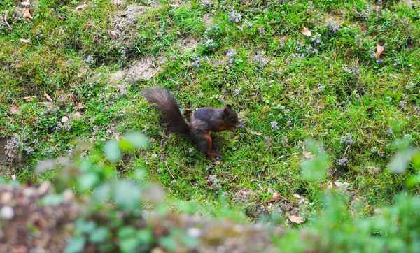Eichhörnchen bei der Futtersuche 3