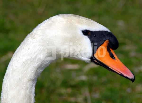 Kopf von Schwan III