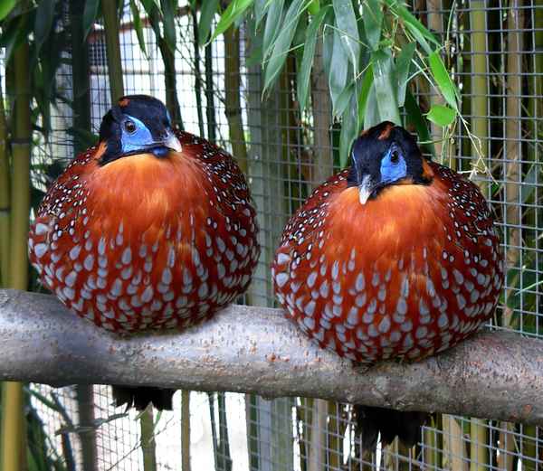 Meinst du nicht, wir sollten abspecken?