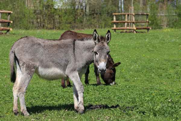 Esel’in auf der Weide