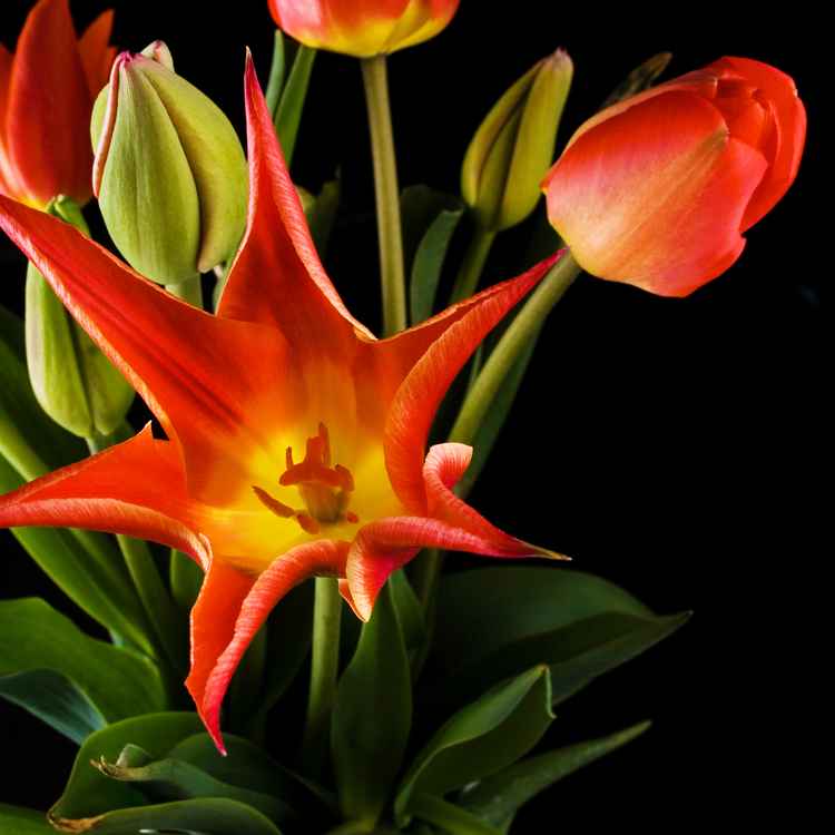Yet another Tulpenbild II