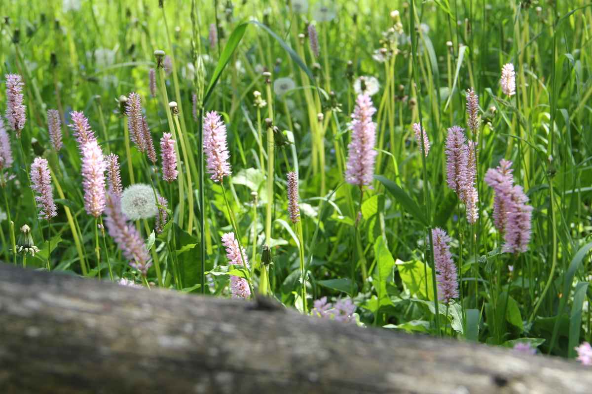 eine herrliche Sommerwiese