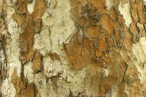 Rinde der Platane