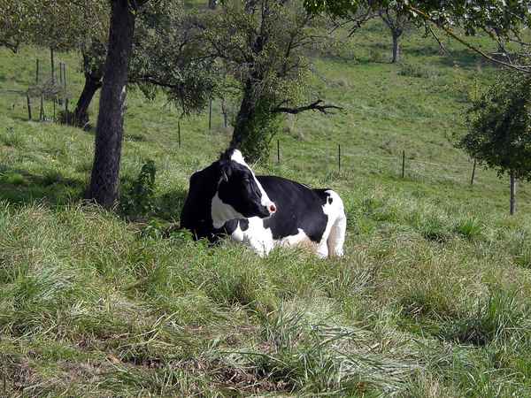 Luise auf der Wiese.