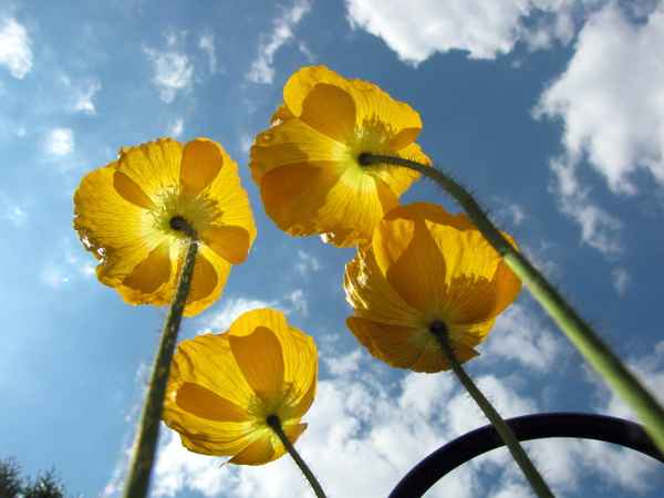 Islandmohn - endlich Sommer