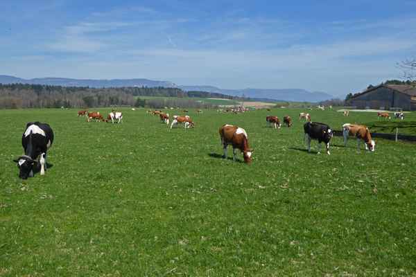 Kühe geniessen die Frühlingsweide