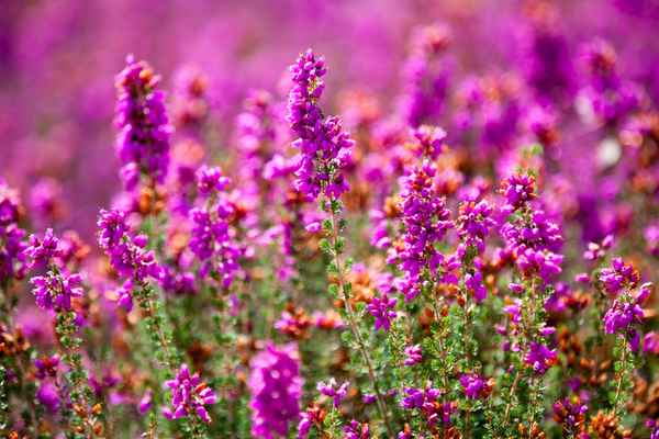 Heide in der Nahaufnahme