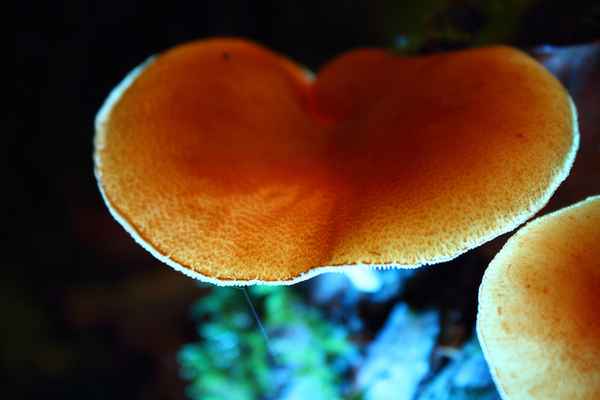 Und sie strahlen noch immer