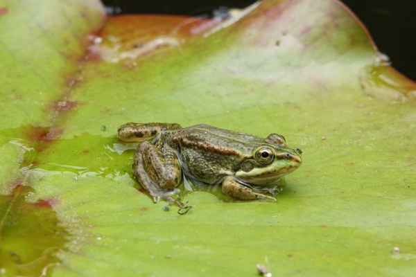 kleiner Frosch auf Seerose