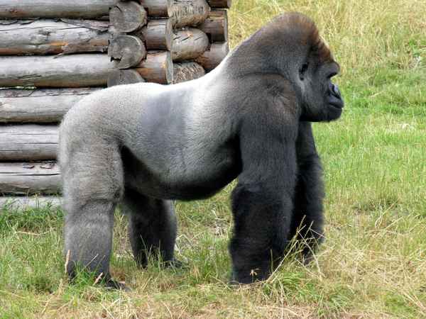 Gorilla