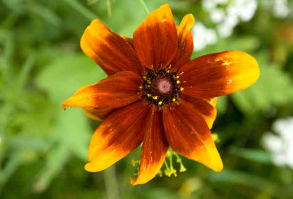 Sommerblume