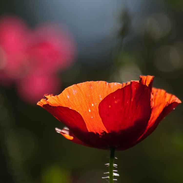 roter mohn