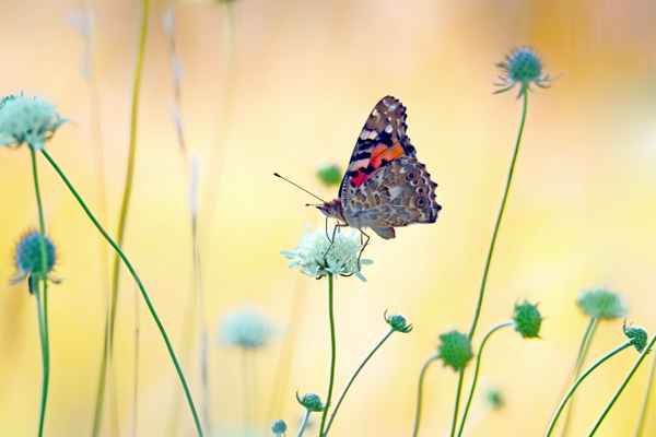 Distelfalter in der Wiese