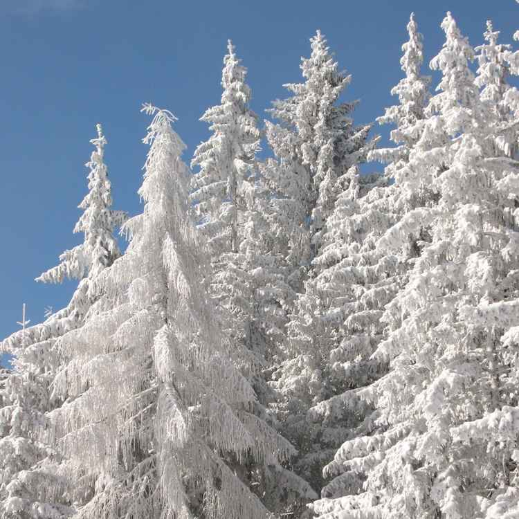 Winterwald