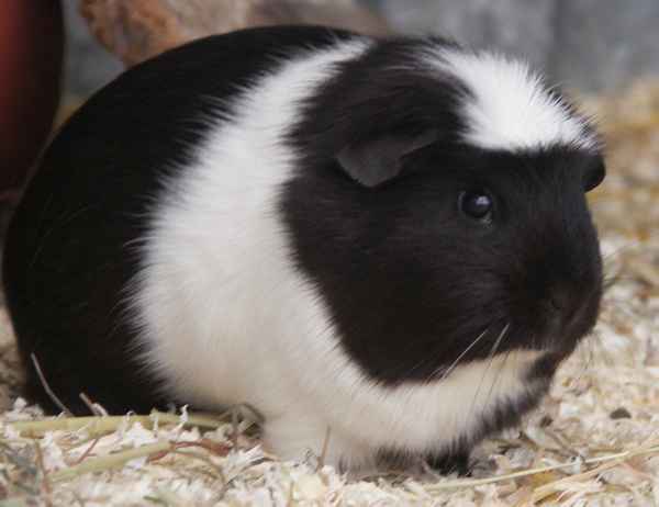 Luna, das hübsche Meerschweinchen